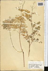 Thalictrum foetidum L., Middle Asia, Dzungarian Alatau & Tarbagatai (M5) (Kazakhstan)