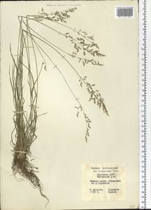 Poa attenuata Trin., Siberia, Yakutia (S5) (Russia)