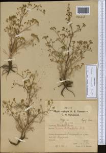 Trinia muricata Godet, Middle Asia, Northern & Central Kazakhstan (M10) (Kazakhstan)