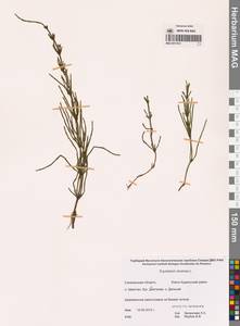 Equisetum arvense L., Siberia, Russian Far East (S6) (Russia)