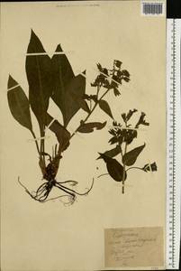 Pulmonaria mollis Wulfen ex Hornem., Eastern Europe, North Ukrainian region (E11) (Ukraine)