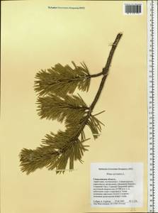 Pinus sylvestris L., Eastern Europe, Eastern region (E10) (Russia)