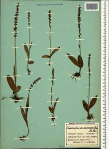 Herminium monorchis (L.) R.Br., Caucasus, Stavropol Krai, Karachay-Cherkessia & Kabardino-Balkaria (K1b) (Russia)