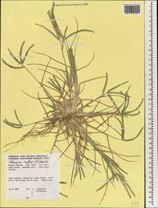 Eleusine indica (L.) Gaertn., South Asia, South Asia (Asia outside ex-Soviet states and Mongolia) (ASIA) (Thailand)