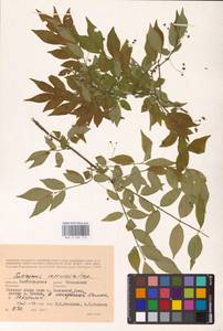 Euonymus verrucosus Scop., Eastern Europe, Lower Volga region (E9) (Russia)