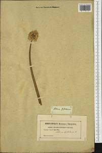 Allium fistulosum L., Western Europe (EUR) (Not classified)