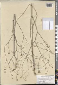 Ekimia bornmuelleri (Hub.-Mor. & Reese) H. Duman & M. F. Watson, South Asia, South Asia (Asia outside ex-Soviet states and Mongolia) (ASIA) (Turkey)