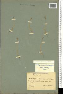 Brachypodium distachyon (L.) P.Beauv., Caucasus, Azerbaijan (K6) (Azerbaijan)