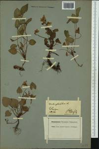 Viola tricolor L., Western Europe (EUR) (Germany)