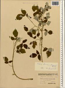 Rubus idaeus L., Caucasus, North Ossetia, Ingushetia & Chechnya (K1c) (Russia)