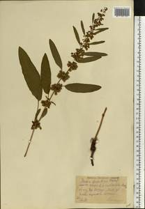 Rumex longifolius DC., Eastern Europe, Moscow region (E4a) (Russia)