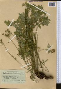 Aulacospermum turkestanicum (Franch.) Schischk., Middle Asia, Western Tian Shan & Karatau (M3) (Kyrgyzstan)
