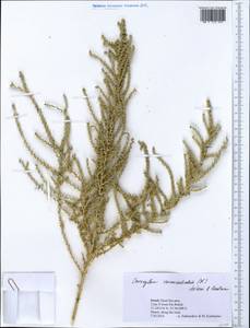 Nitrosalsola vermiculata (L.) Theodorova, South Asia, South Asia (Asia outside ex-Soviet states and Mongolia) (ASIA) (Israel)