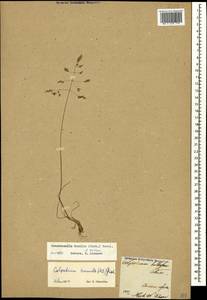 Catabrosella humilis (M.Bieb.) Tzvelev, Caucasus, Armenia (K5) (Armenia)