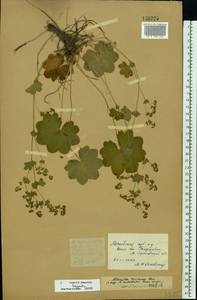 Alchemilla wichurae (Buser) Stefansson, Eastern Europe, Moscow region (E4a) (Russia)