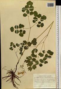 Thalictrum aquilegiifolium subsp. aquilegiifolium, Siberia, Russian Far East (S6) (Russia)