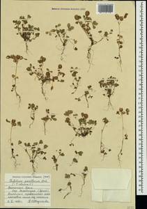 Trifolium retusum L., Crimea (KRYM) (Russia)
