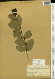 Populus suaveolens subsp. maximowiczii (A. Henry) Tatew., Siberia, Russian Far East (S6) (Russia)