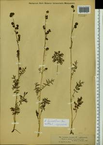 Artemisia laciniata subsp. laciniata, Siberia, Western (Kazakhstan) Altai Mountains (S2a) (Kazakhstan)
