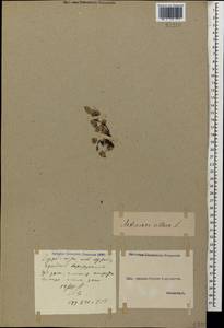 Androsace villosa L., Caucasus, Georgia (K4) (Georgia)