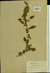 Amaranthus retroflexus L., Eastern Europe, Moscow region (E4a) (Russia)