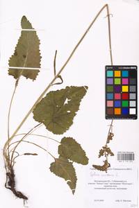 MHA 0 156 244, Salvia nutans L., Eastern Europe, Central forest-and-steppe region (E6) (Russia)