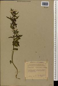 Vincetoxicum fuscatum (Hornem.) Rchb., Caucasus, Azerbaijan (K6) (Azerbaijan)