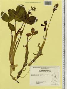 Menyanthes trifoliata L., Siberia, Chukotka & Kamchatka (S7) (Russia)