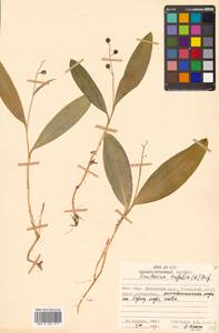 Maianthemum trifolium (L.) Sloboda, Siberia, Russian Far East (S6) (Russia)