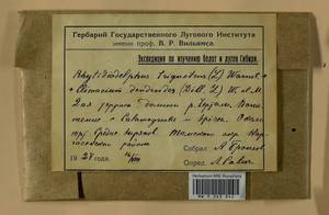 Climacium dendroides (Hedw.) F. Weber & D. Mohr, Bryophytes, Bryophytes - Western Siberia (including Altai) (B15) (Russia)