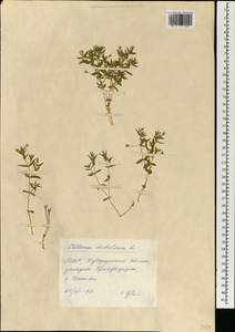 Mesostemma dichotomum (L.) Arabi, Rabeler & Zarre, Mongolia (MONG) (Mongolia)