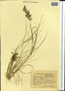 Calamagrostis purpurea (Trin.) Trin., Siberia, Yakutia (S5) (Russia)