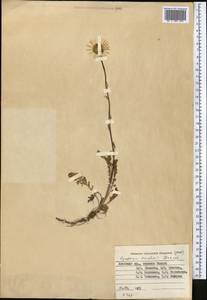 Tanacetum richterioides (C. Winkl.) K. Bremer & Humphries, Middle Asia, Pamir & Pamiro-Alai (M2) (Kyrgyzstan)