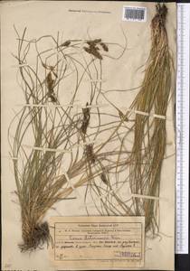 Carex litvinovii Kük., Middle Asia, Western Tian Shan & Karatau (M3) (Uzbekistan)