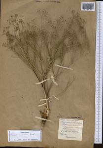Trinia muricata Godet, Middle Asia, Northern & Central Kazakhstan (M10) (Kazakhstan)
