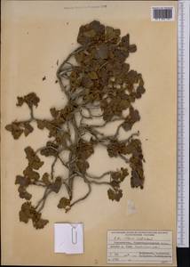 Ribes villosum Wall., Middle Asia, Pamir & Pamiro-Alai (M2) (Tajikistan)