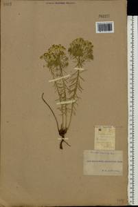 Euphorbia cyparissias L., Eastern Europe, South Ukrainian region (E12) (Ukraine)