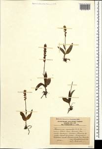 Herminium monorchis (L.) R.Br., Caucasus, South Ossetia (K4b) (South Ossetia)