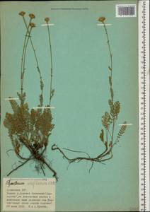 Tanacetum uniflorum (Fisch. & C. A. Mey.) Sch. Bip., Caucasus, Armenia (K5) (Armenia)