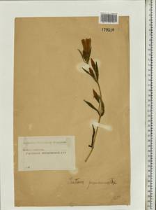 Gentiana pneumonanthe L., Eastern Europe, Moscow region (E4a) (Russia)