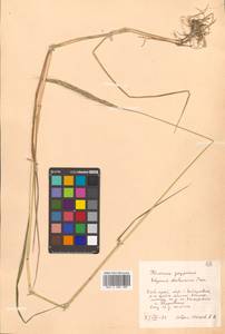 Campeiostachys dahurica (Turcz. ex Griseb.) B.R.Baum, J.L.Yang & C.Yen, Siberia, Russian Far East (S6) (Russia)