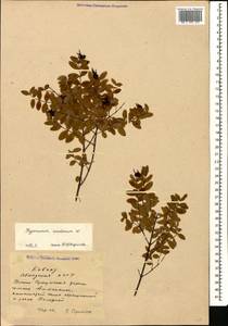 Hypericum xylosteifolium (Spach) Robson, Caucasus, Abkhazia (K4a) (Abkhazia)
