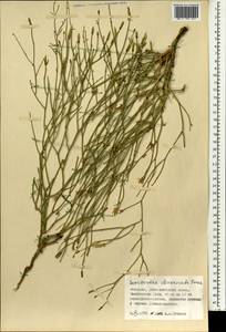 Lipschitzia divaricata (Turcz.) Zaika, Sukhor. & N. Kilian, Mongolia (MONG) (Mongolia)