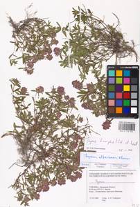 MHA 0 156 964, Thymus × dimorphus Klokov & Des.-Shost., Eastern Europe, West Ukrainian region (E13) (Ukraine)