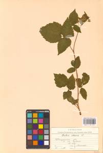 Rubus idaeus L., Eastern Europe, Central region (E4) (Russia)
