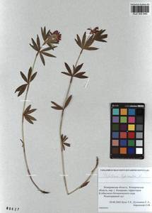 KUZ 000 840, Trifolium lupinaster L., Siberia, Altai & Sayany Mountains (S2) (Russia)