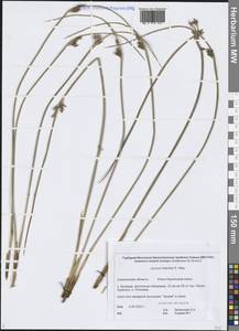 Juncus haenkei E.Mey., Siberia, Russian Far East (S6) (Russia)