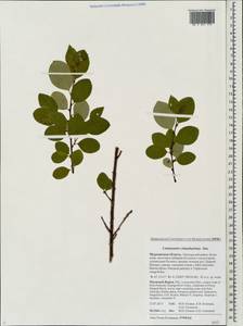 Cotoneaster integerrimus Medik., Eastern Europe, Northern region (E1) (Russia)