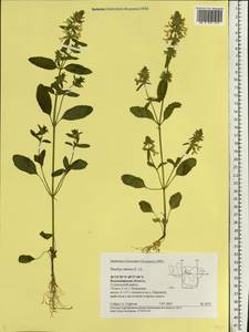 Stachys annua (L.) L., Eastern Europe, Central region (E4) (Russia)