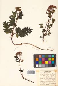 Sorbaria pallasii (G. Don) Pojark., Siberia, Russian Far East (S6) (Russia)